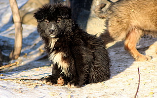 long-coated black dog sitting on snow